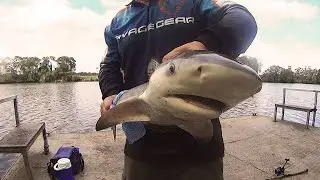 Logan River -  Bull Shark Fishing