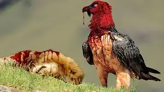 Die tödlichsten Vögel der Welt