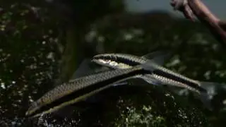 Borneo hillstream, Sarawak, 160 L