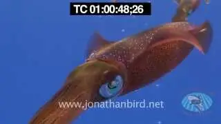 Caribbean Reef Squid Underwater Stock Video Footage