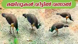 മയിലുകൾ വീട്ടിൽ വരുന്നത് നല്ലതാണോ.? || Peacock Visited My Home || Sreekanth Pta.