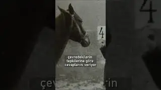4 İşlem Yapan At | Akıllı Hans Deneyi