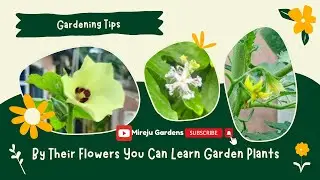 Garden Blossoms For Beginners