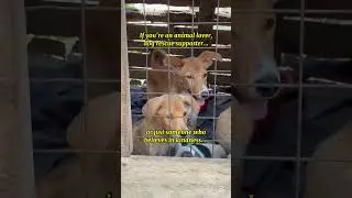 Help Us Vaccinate 9 Rescue Puppies 🐶 | URGENT Animal Rescue Appeal 💉❤️#adoptdontshop #love