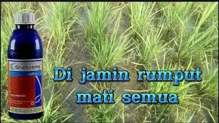 OBAT RUMPUT PALING AMPUH UNTUK MEMBASMI RUMPUT YANG MEMBANDEL DI SAWAH