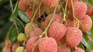 my fast vlog#trending #theuk07rider #dimpuvlogs #assmor ripun