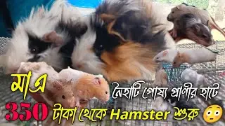 নৈহাটি পোষ্য প্রাণীর হাটে 350 টাকা থেকে Hamster শুরু Naihati Pet Market Hamster Price Update😳