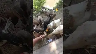 Indian Runner Duck 🦆 feeding time 🦆🍼#indian #duck #feeding #duckshorts #ytshorts