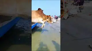 Cow videos 982😅 #shortsvideo #funnyshorts #funny #cowGoru #cowcow #funnycow #animals