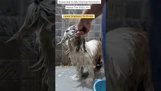 How to Give Your Dog a Bath at Home - The Ultimate Guide🛀🐶#shihtzu #dog #short #animal #how