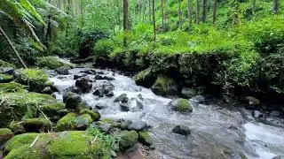 Feel calm with natural river sound in bright daylight forest to support long relaxing deep sleep