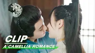 Clip: Kiss Is Everything! | A Camellia Romance EP11 | 许纯纯的茶花运 | iQiyi