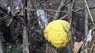 Hedgeball Voice AI experiment