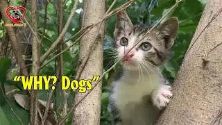 Rescued the kitten in Crisis Dog's Attacked, Kitten lying on the tree