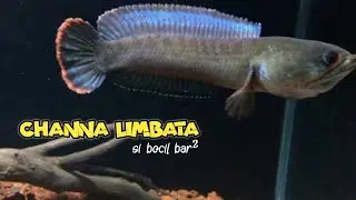 channa limbata | si bocil yang bar-bar