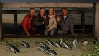 Phillip Island Penguin Parade and Australian Wildlife Experiences around Melbourne