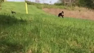 Suburban Wild Turkeys HD
