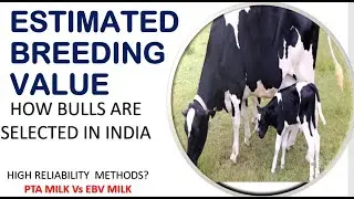 Estimated Breeding Value Of Cattle Milk | PTA Milk | ब्रीडिंग के लिए बढ़िया बैल कैसे चुने ? | #cattle