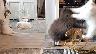 Christmas Eve Zoomies! Kittens Are So Excited 🎄😄