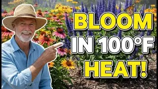 Top Colorful Perennials for 2026: Heat-Tolerant and Pollinator-Friendly