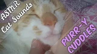 ASMR Cat: Purr-y Cuddles with Nacho (LoFi, No Talking, Purring)