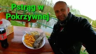 Pstrąg w Pokrzywnej