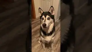 Funny dogs whispering #funny #dogtalk #funnyanimals #funnydogs