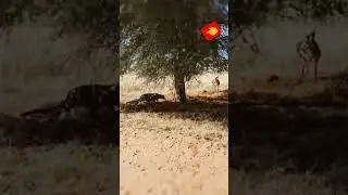Leopard crawling slowly and quietly to attack rapidly&nbsp;#shorts&nbsp;#wildlife#viralshorts