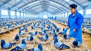 Inside the World&rsquo;s Largest Pigeon Farm Mass Production of Eggs & Meat