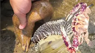 Diving to catch fish,squid, shrimp, eel, crab, lobster, Octopus, stingray, snail / Seafood 2026