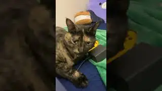 All cat owners UNITE!