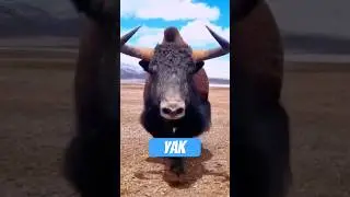 Der flauschigste Wutb&uuml;rger des Himalaya
