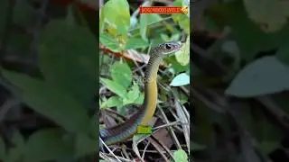 Amazing Facts About the Japanese Rat Snake! #snake #facts #animals #wildlife #cobra