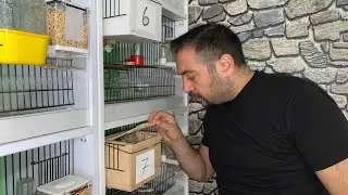 BENGAL İSPİNOZU BAKICILIKTA ALTIN KURAL...