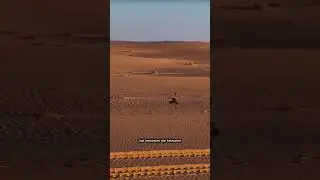 Desert Falcon Hunt