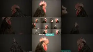 How Evolution Shapes Chicken Survival 🐔🌿 #AnimalFacts #Evolution #ScienceShorts