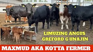 LIMUZING ANGUS GREFORD G'UNAJIN BO'G'OZ YETUK SOTILADI OPTOM JOYI BELARUSIYADAN 🇧🇾KELGAN.