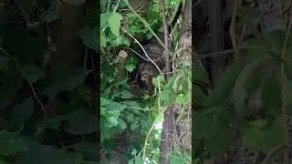 Cat climbing tree