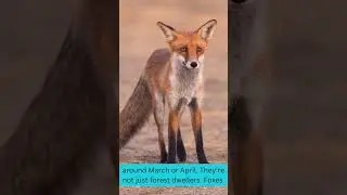 Mating only once a year 😳 Meet the cunning #fox 3 fun animal facts! #wildlife #funfacts #animalover