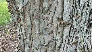 2024 cicada hatching.