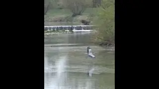 🦢 GREY HERON IN FLIGHT #shorts #strejdarukus