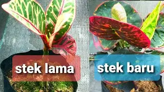 2 HAL YANG PERLU DI INGAT DALAM STEK BUNGA PURING|| STEK BUNGA PURING