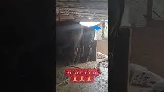 Sapi jumbo di urus oleh peternak cilik‼️#sapi #farmproject #subscribe #viral