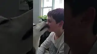nibble nibble .. lick lick LOL😂 #shorts #dog #husky #dogvideos #dogshorts #cutedog #kiss #lick #love