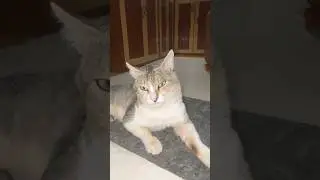 Green eyes cats #shorts #viralvideo #cat