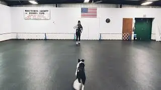 Training Towards AKC Fetch Titles