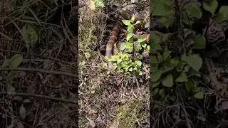 Water snake