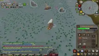 jubbly jive guide - marlin route OSRS