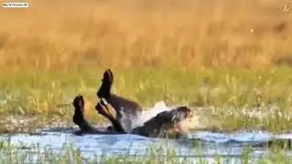 #lion #crocodile #buffalo #war #keşfet #sher #timsoh #buyvol #singa #buaya #kerbau #лев #крокодил tv