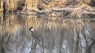 Hooded Merganser